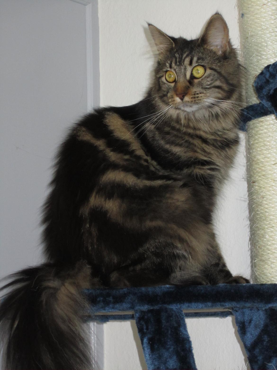 Maine Coon Engbergs Idefix - Mira billede 10