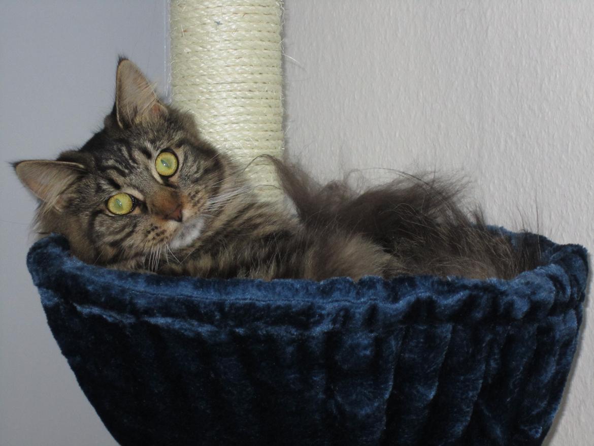 Maine Coon Engbergs Idefix - Kradstræet skulle afprøves med det samme..Mira
Aug.2011 billede 11