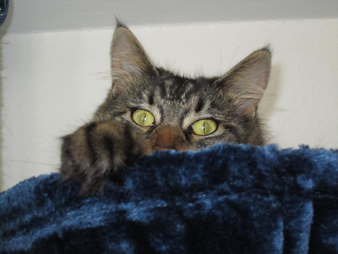 Maine Coon Engbergs Idefix - Mira siger farvel for denne gang <3 billede 12