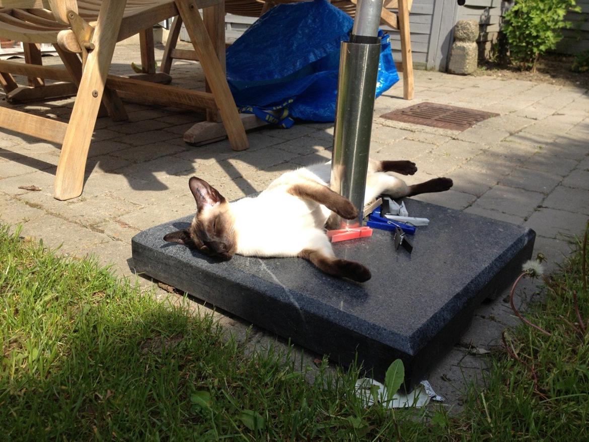 Siameser Tyttebøvs "Tytte" billede 2