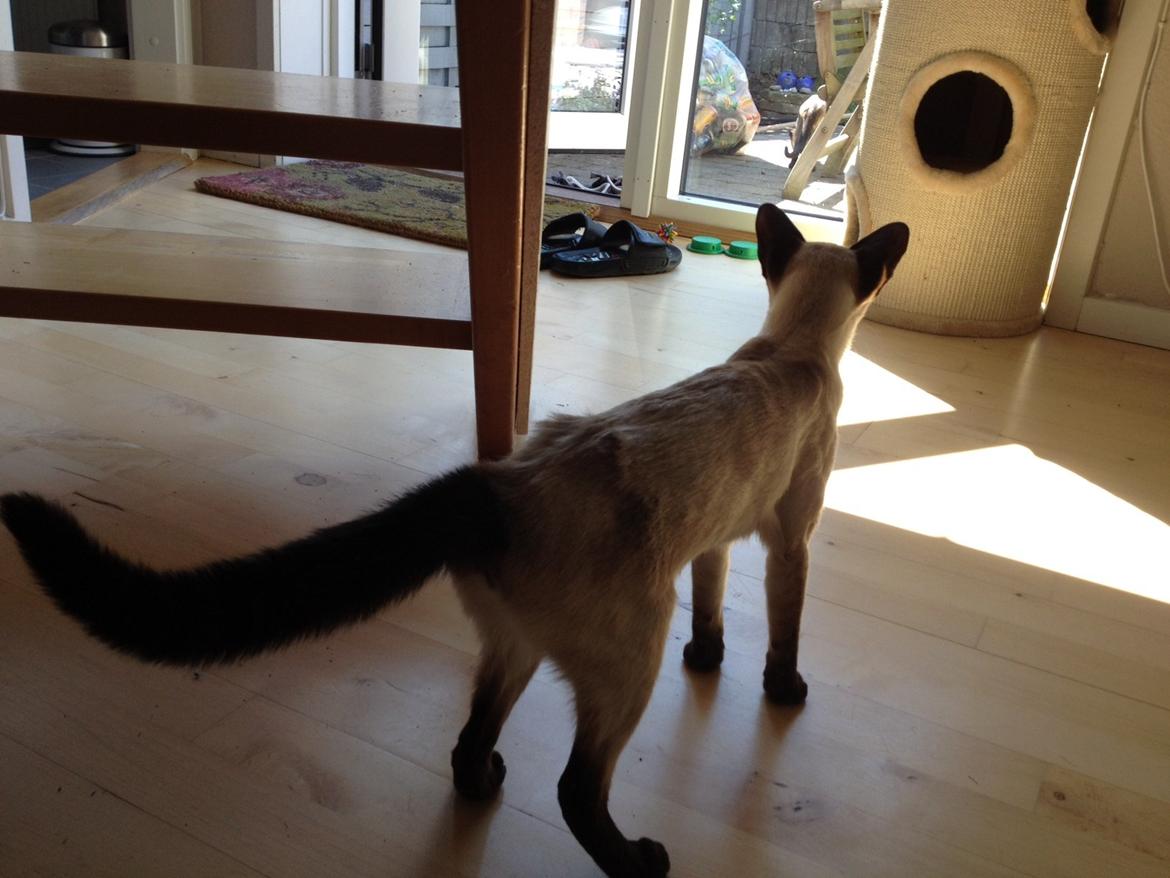 Siameser Tyttebøvs "Tytte" - Første gang i sit liv hun hørte sirenen!!  billede 4