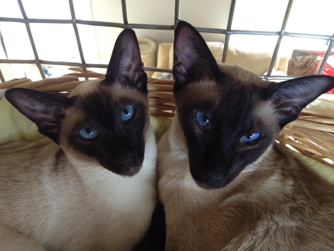 Siameser Tyttebøvs "Tytte" billede 7