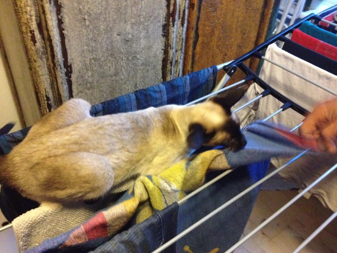 Siameser Tyttebøvs "Tytte" - Du får den ikke!! billede 3