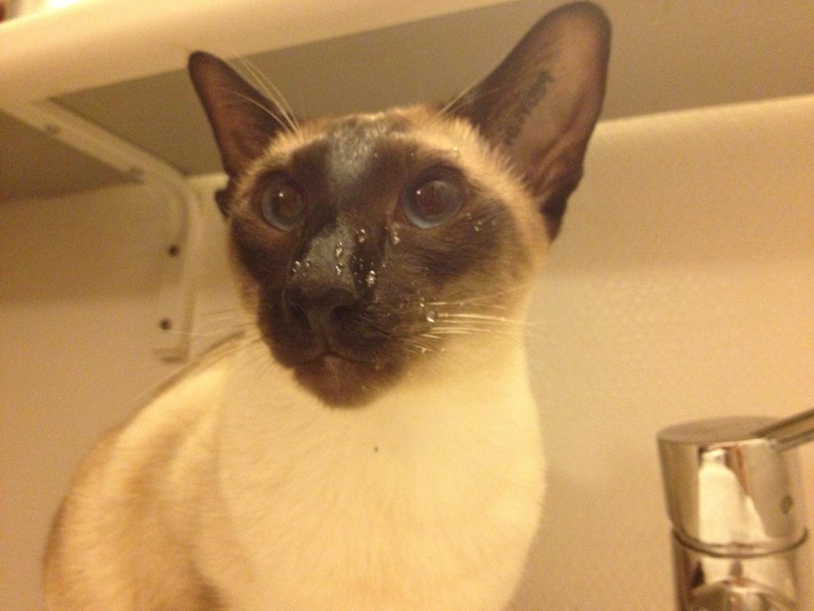 Siameser Tyttebøvs "Tytte" - Sådan ser hun ud hver gang hun har drukket af vandhanen! billede 5