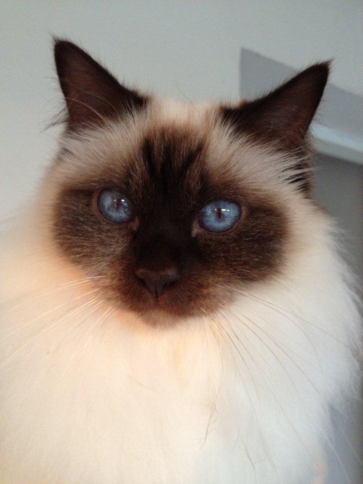 Hellig Birma Killer billede 2