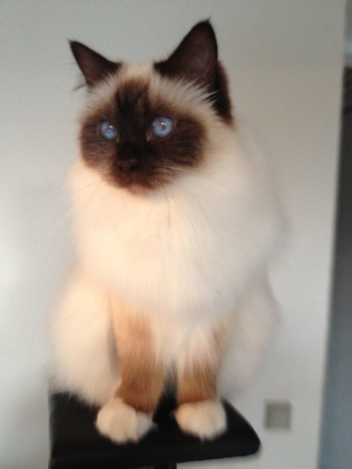 Hellig Birma Killer billede 3