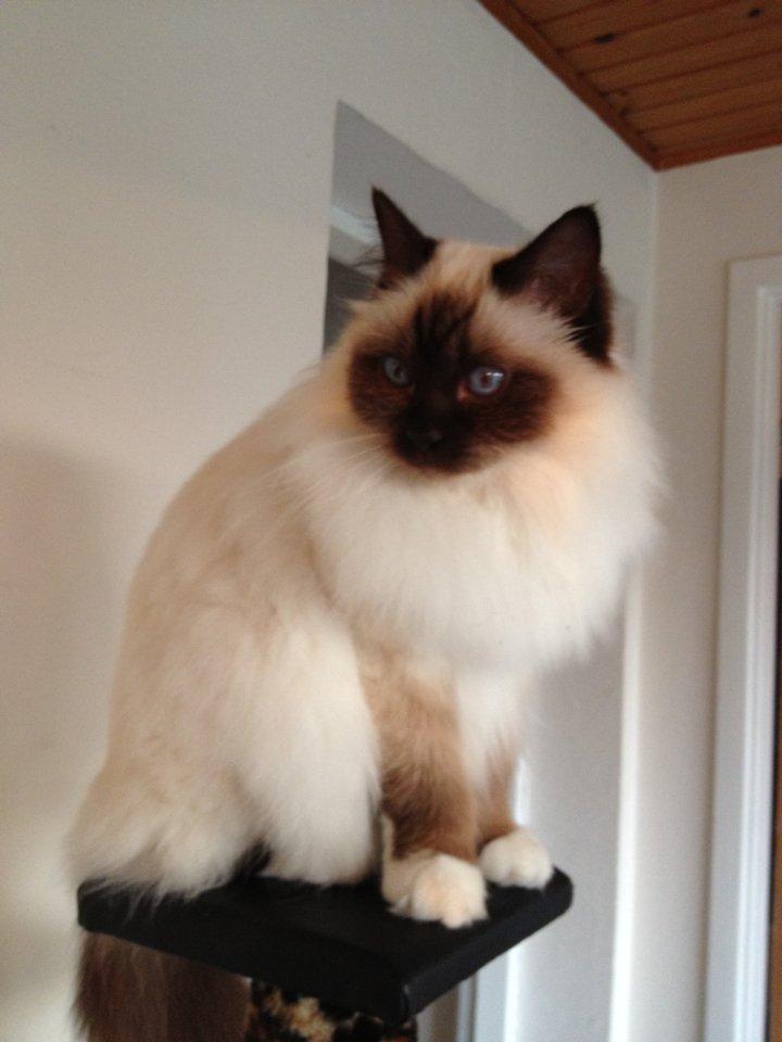 Hellig Birma Killer billede 1