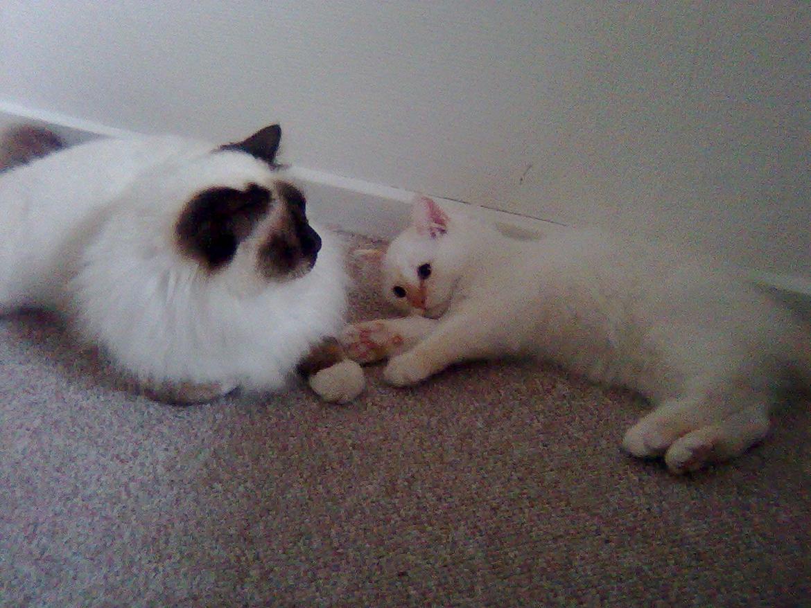 Hellig Birma Killer billede 5