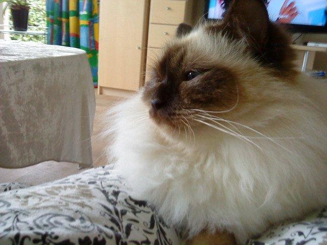 Hellig Birma Killer billede 6