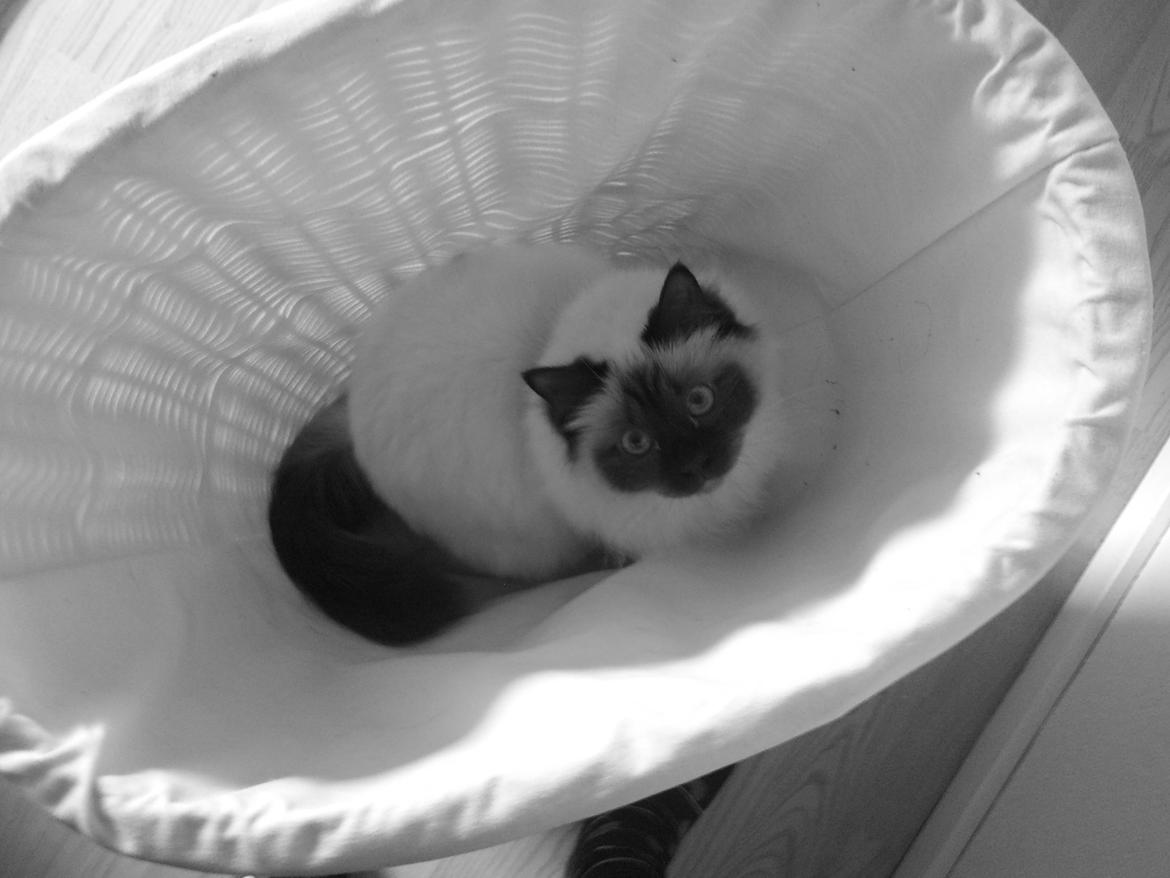 Hellig Birma Killer billede 7