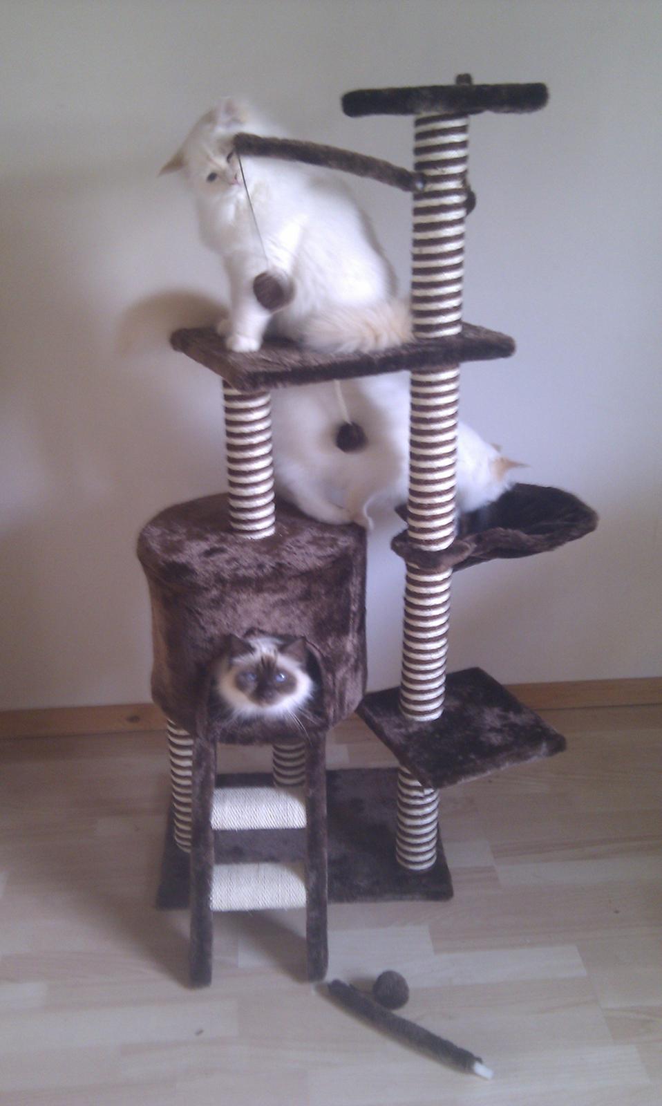 Hellig Birma Killer billede 8