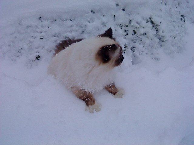 Hellig Birma Killer billede 9