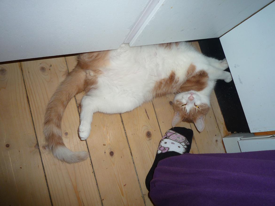 Blanding af racer Zeze Tigermis billede 12