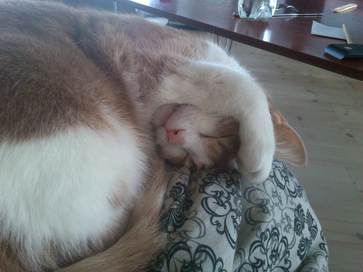 Blanding af racer Zeze Tigermis billede 13