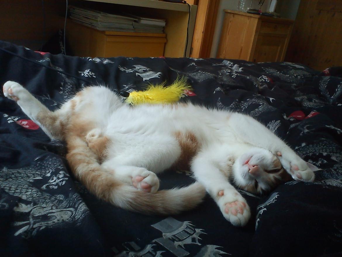 Blanding af racer Zeze Tigermis billede 14