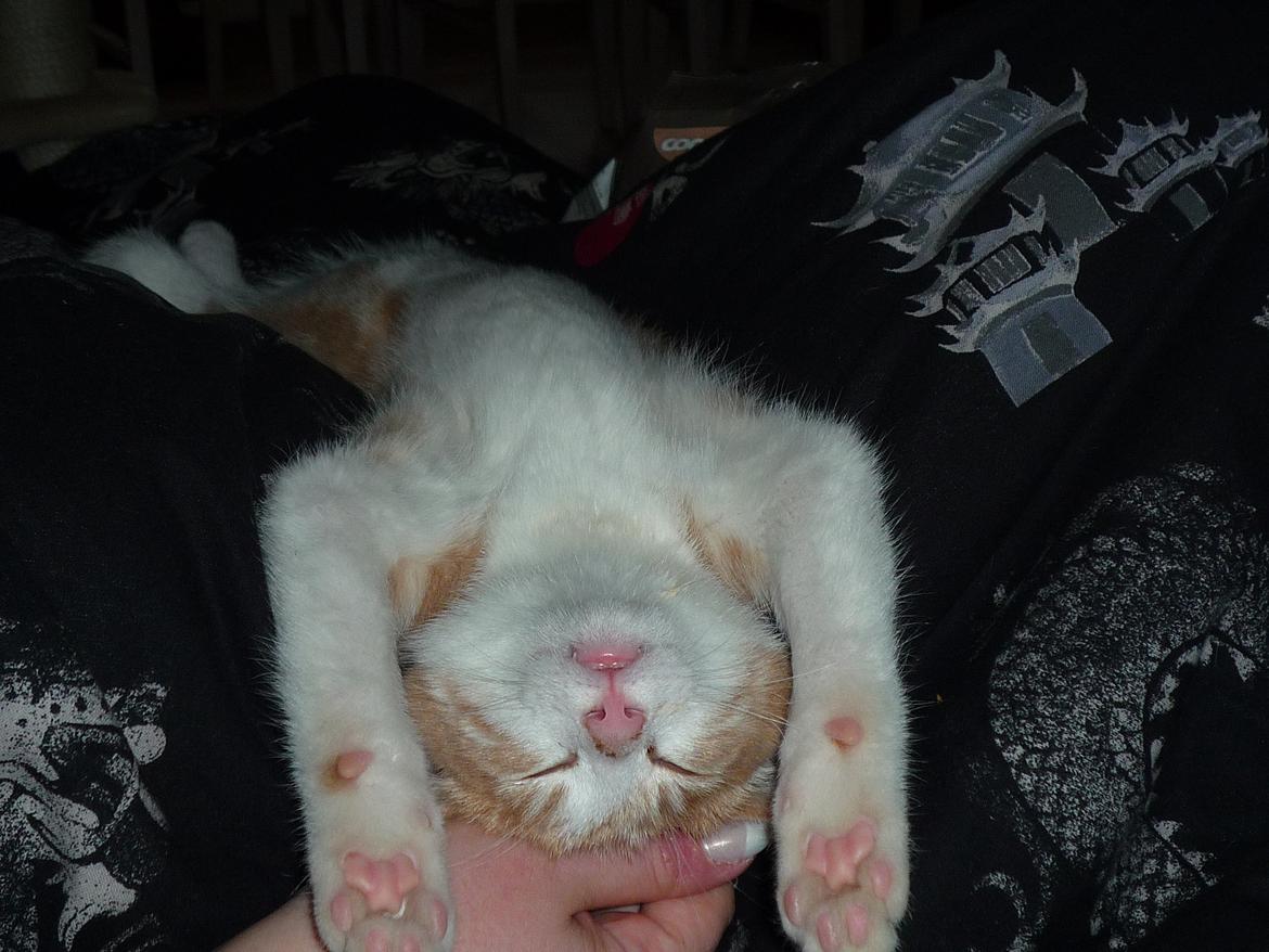 Blanding af racer Zeze Tigermis billede 15