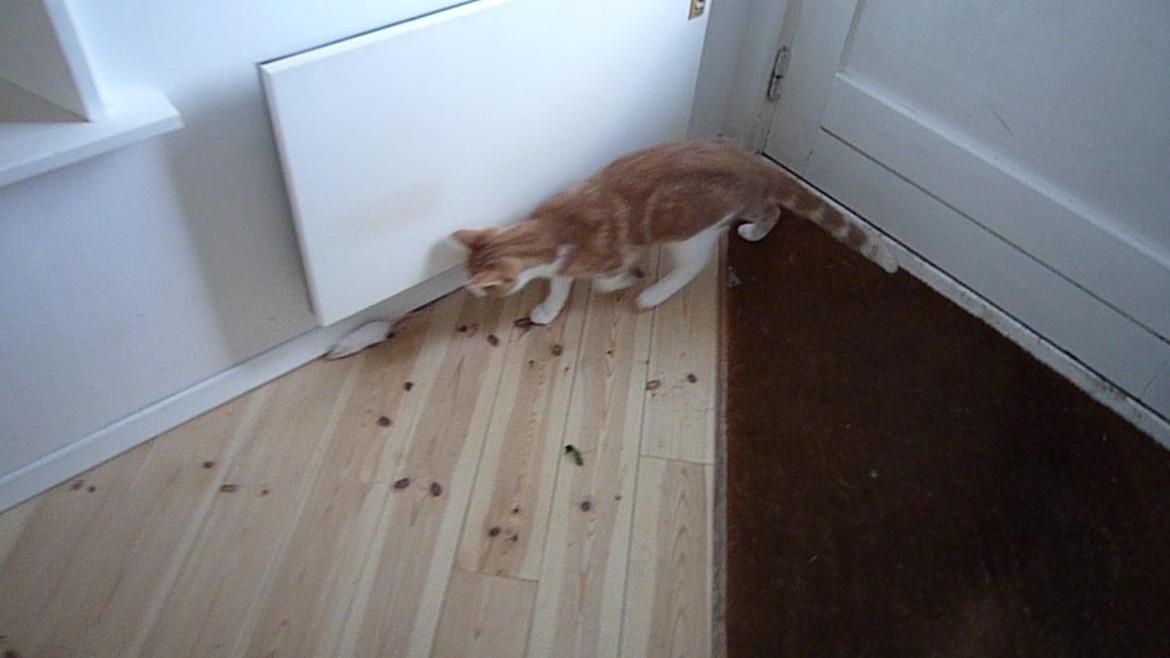 Blanding af racer Zeze Tigermis billede 16