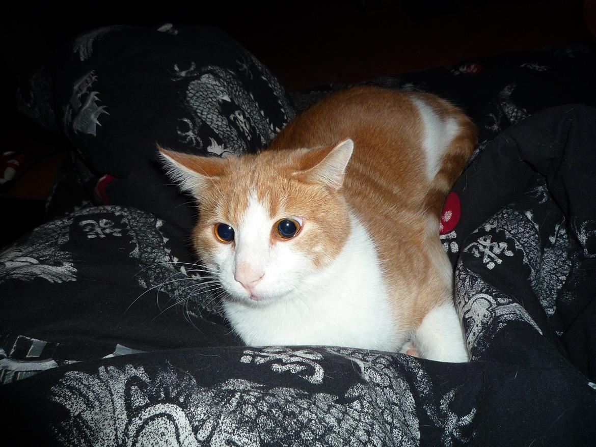 Blanding af racer Zeze Tigermis billede 17