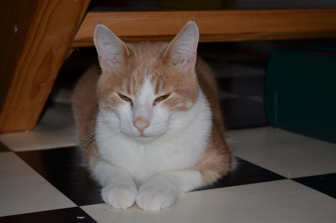 Blanding af racer Zeze Tigermis billede 18