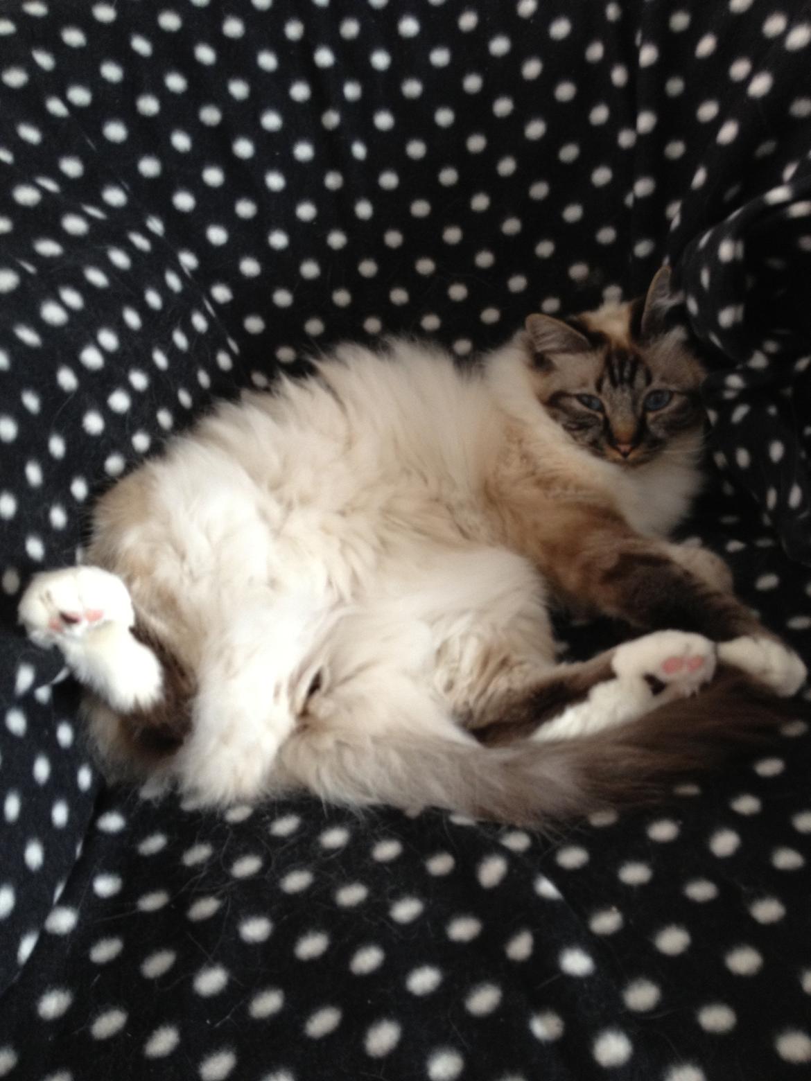 Hellig Birma Smokey billede 1