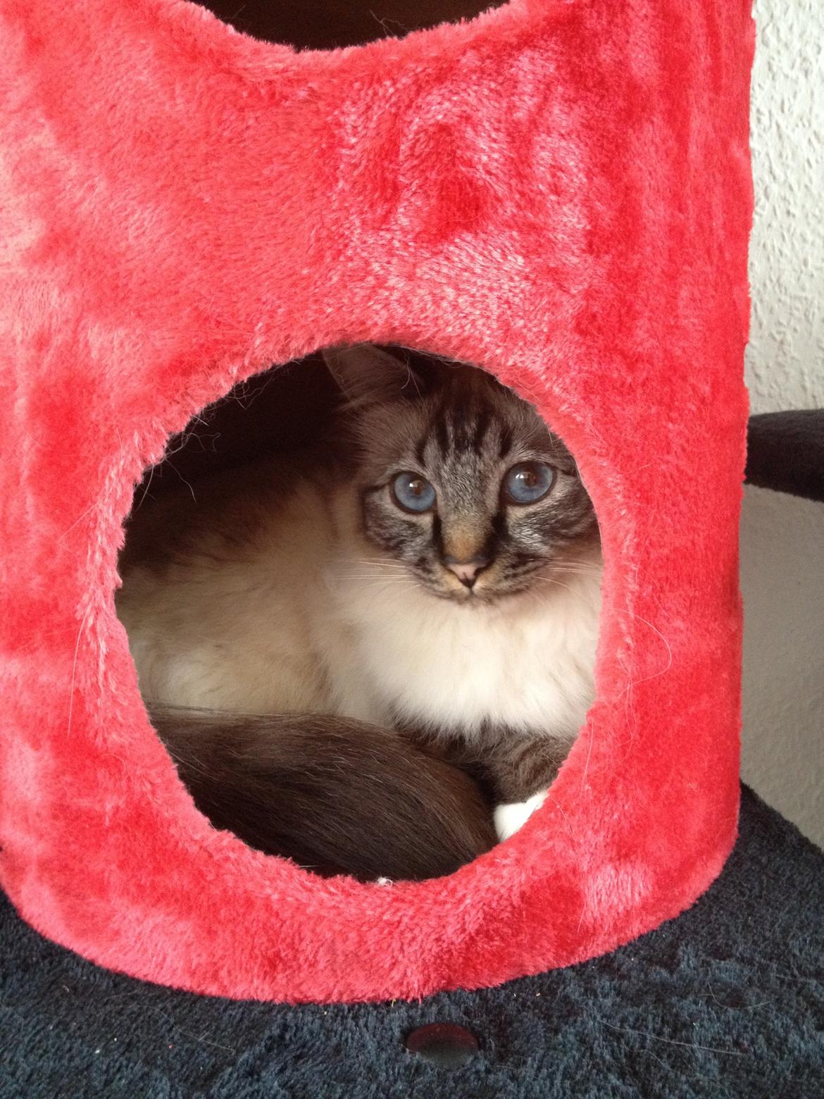 Hellig Birma Smokey billede 2