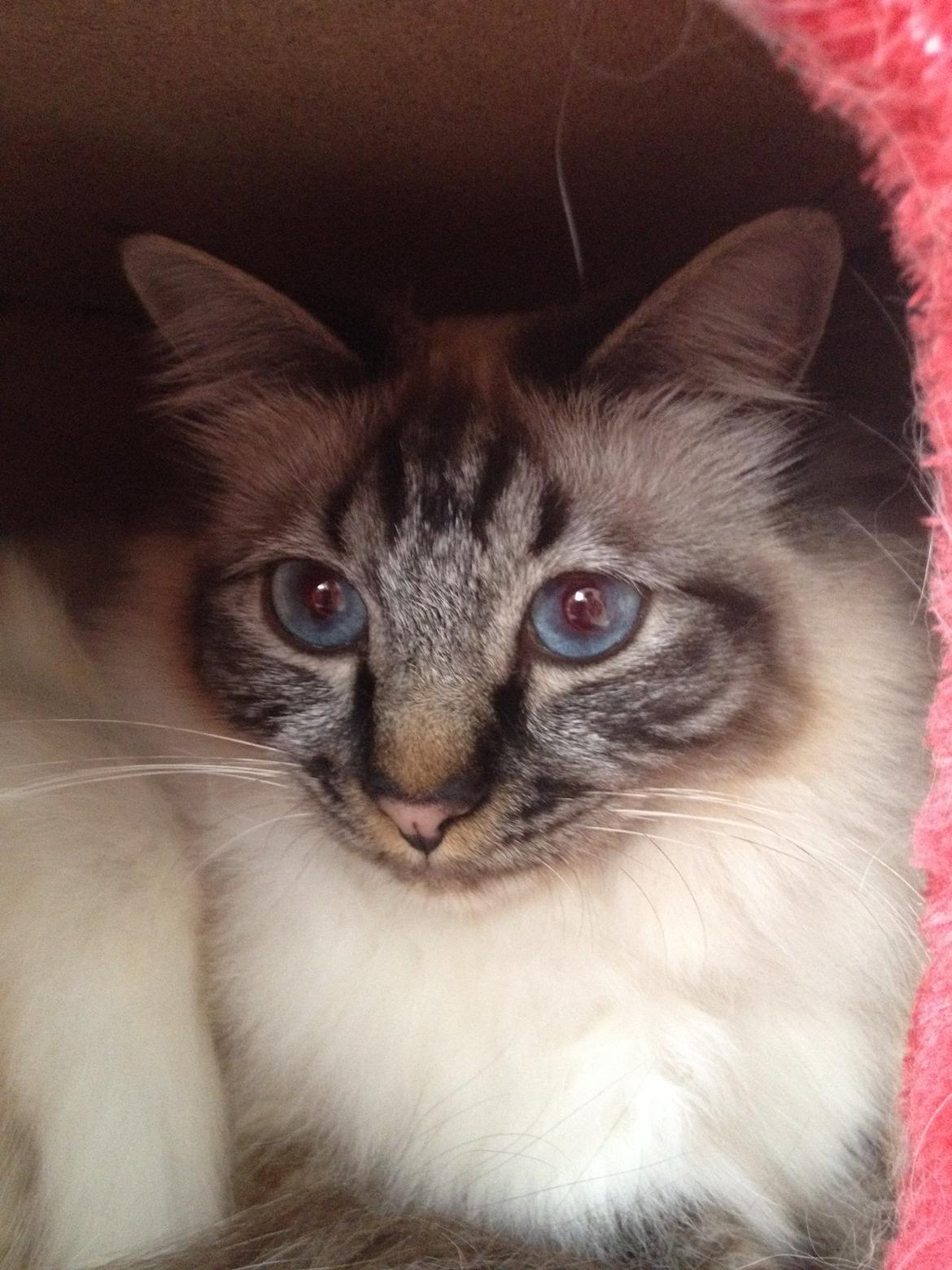 Hellig Birma Smokey billede 3