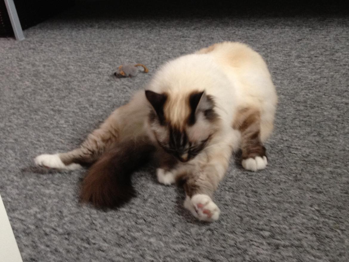 Hellig Birma Smokey billede 4