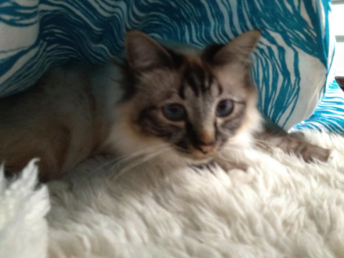 Hellig Birma Smokey billede 5