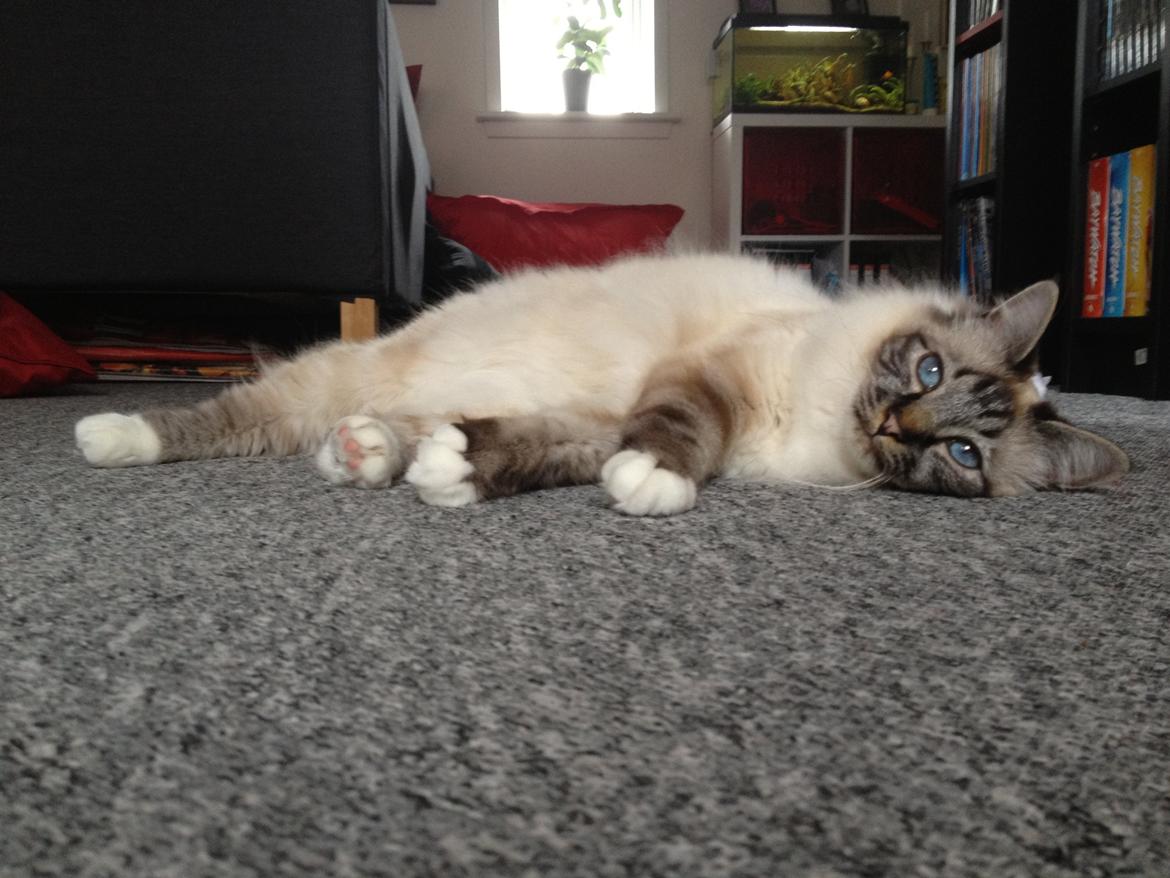 Hellig Birma Smokey billede 6