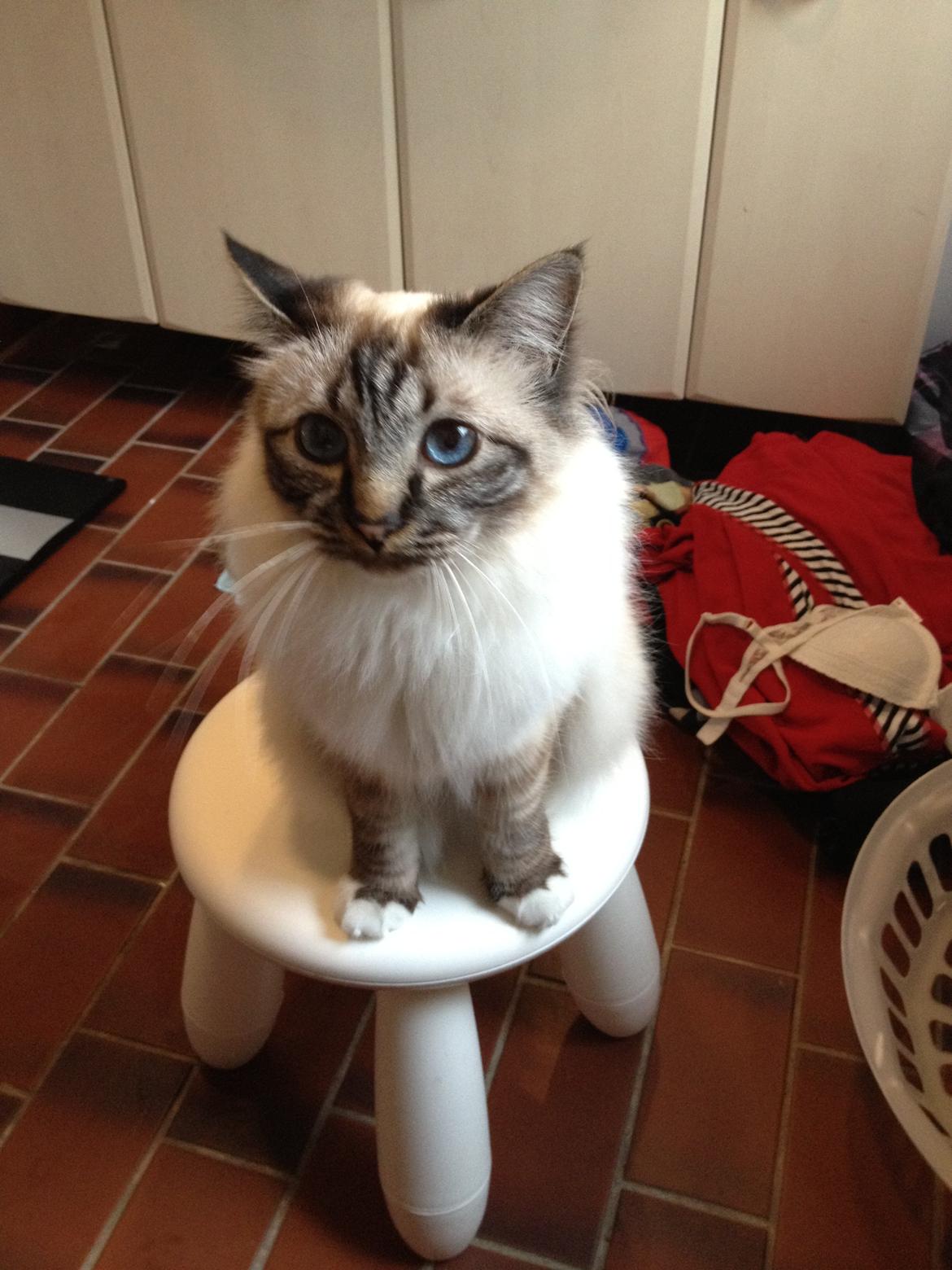 Hellig Birma Smokey billede 7