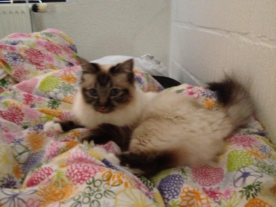 Hellig Birma Smokey billede 8