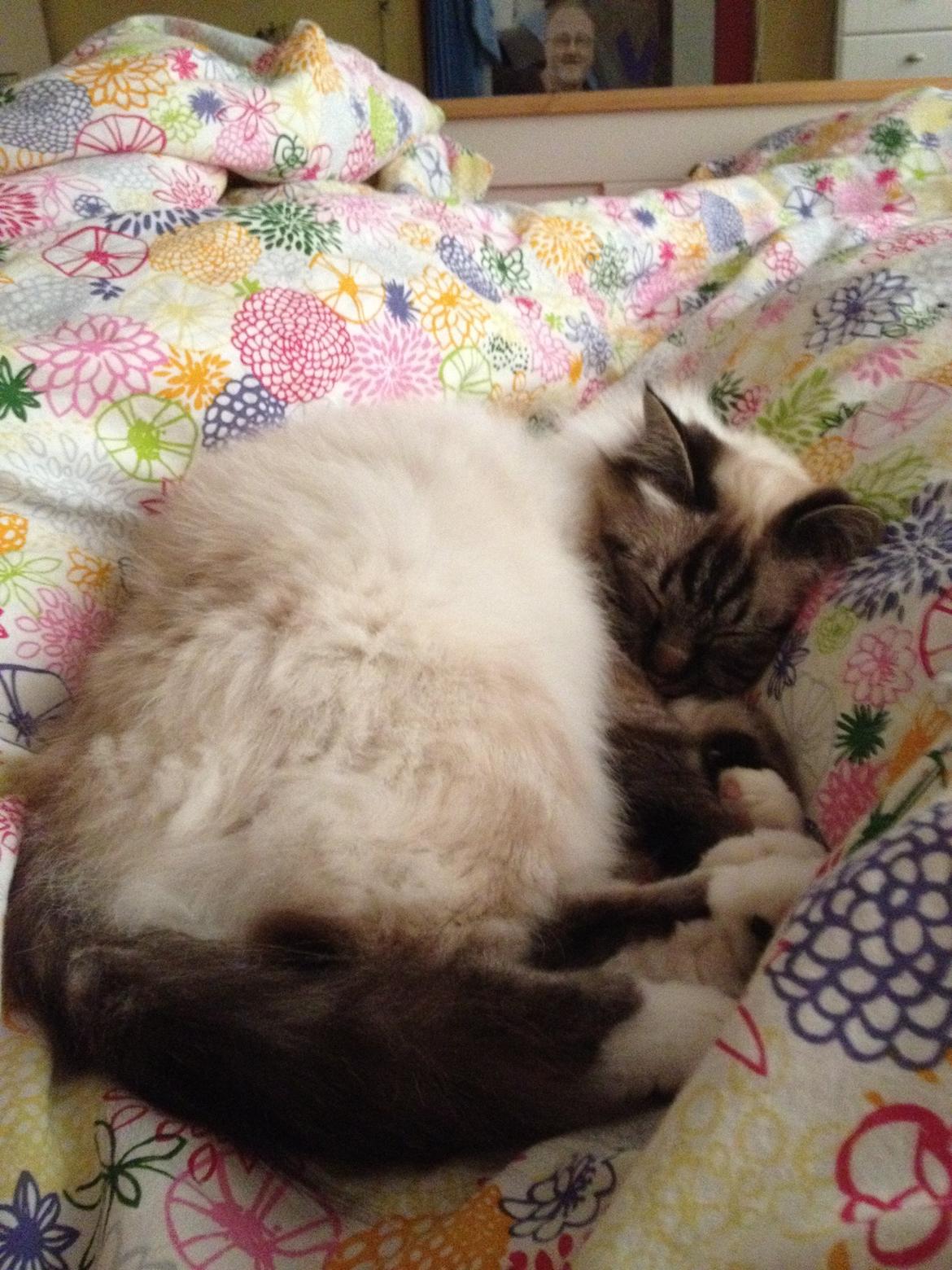 Hellig Birma Smokey billede 9