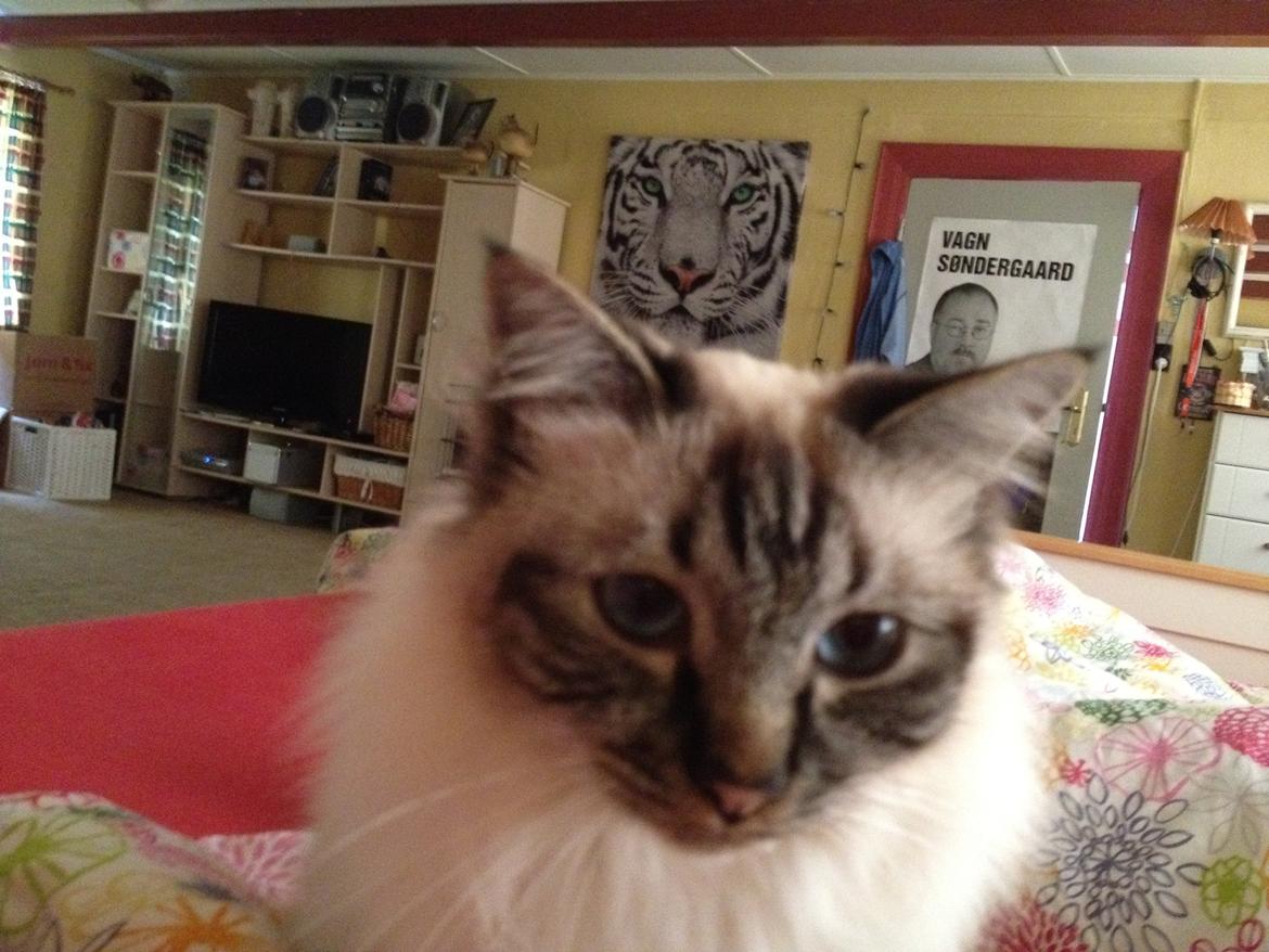 Hellig Birma Smokey billede 10