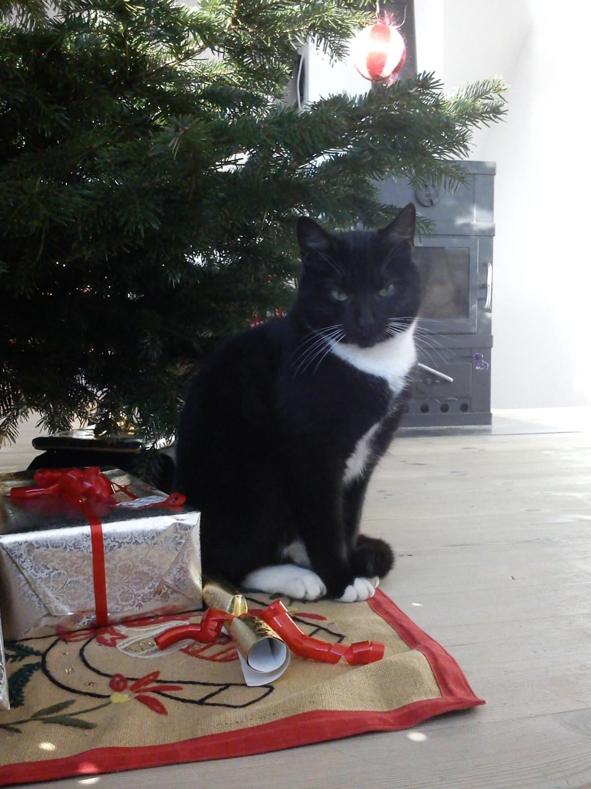 Blanding af racer Willy<3<3<3<3 billede 1