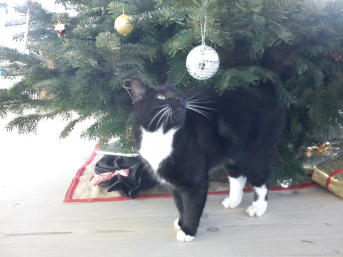 Blanding af racer Willy<3<3<3<3 billede 2