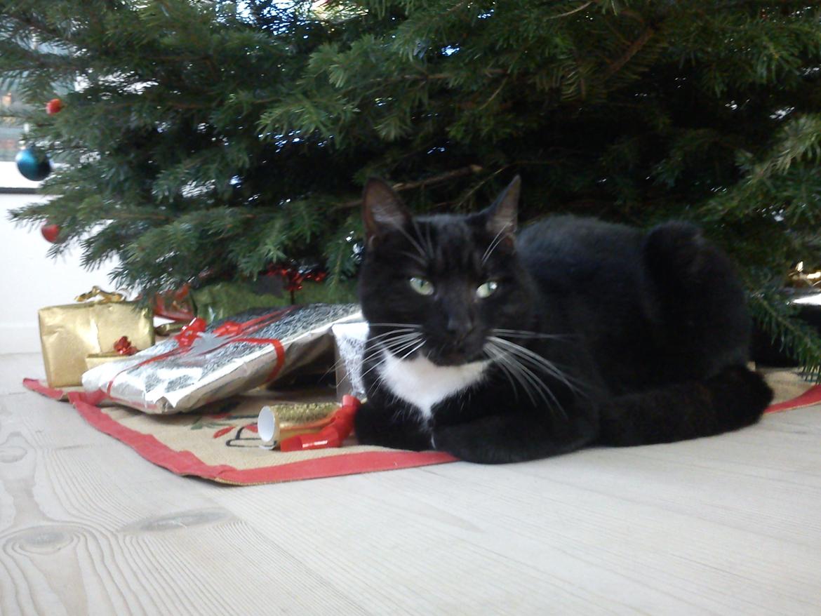 Blanding af racer Willy<3<3<3<3 billede 4