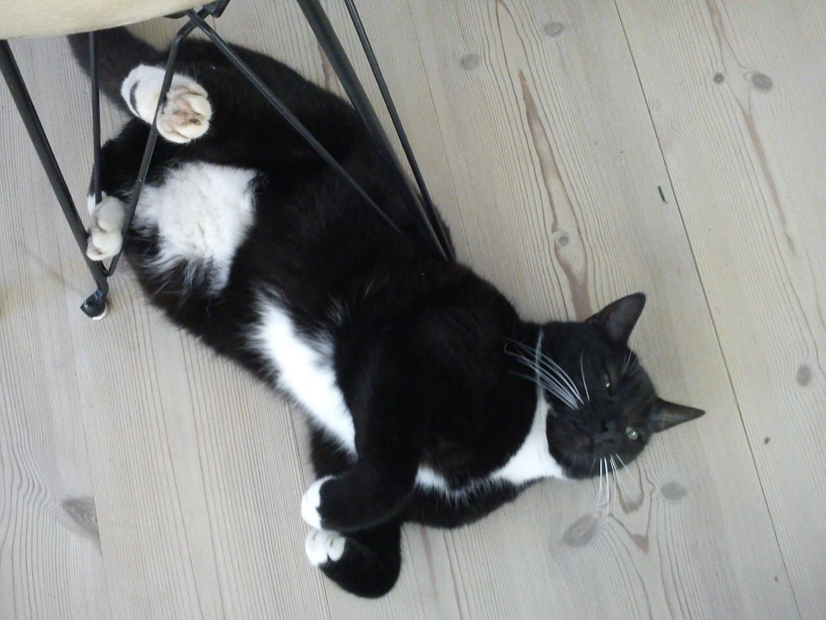 Blanding af racer Willy<3<3<3<3 billede 5