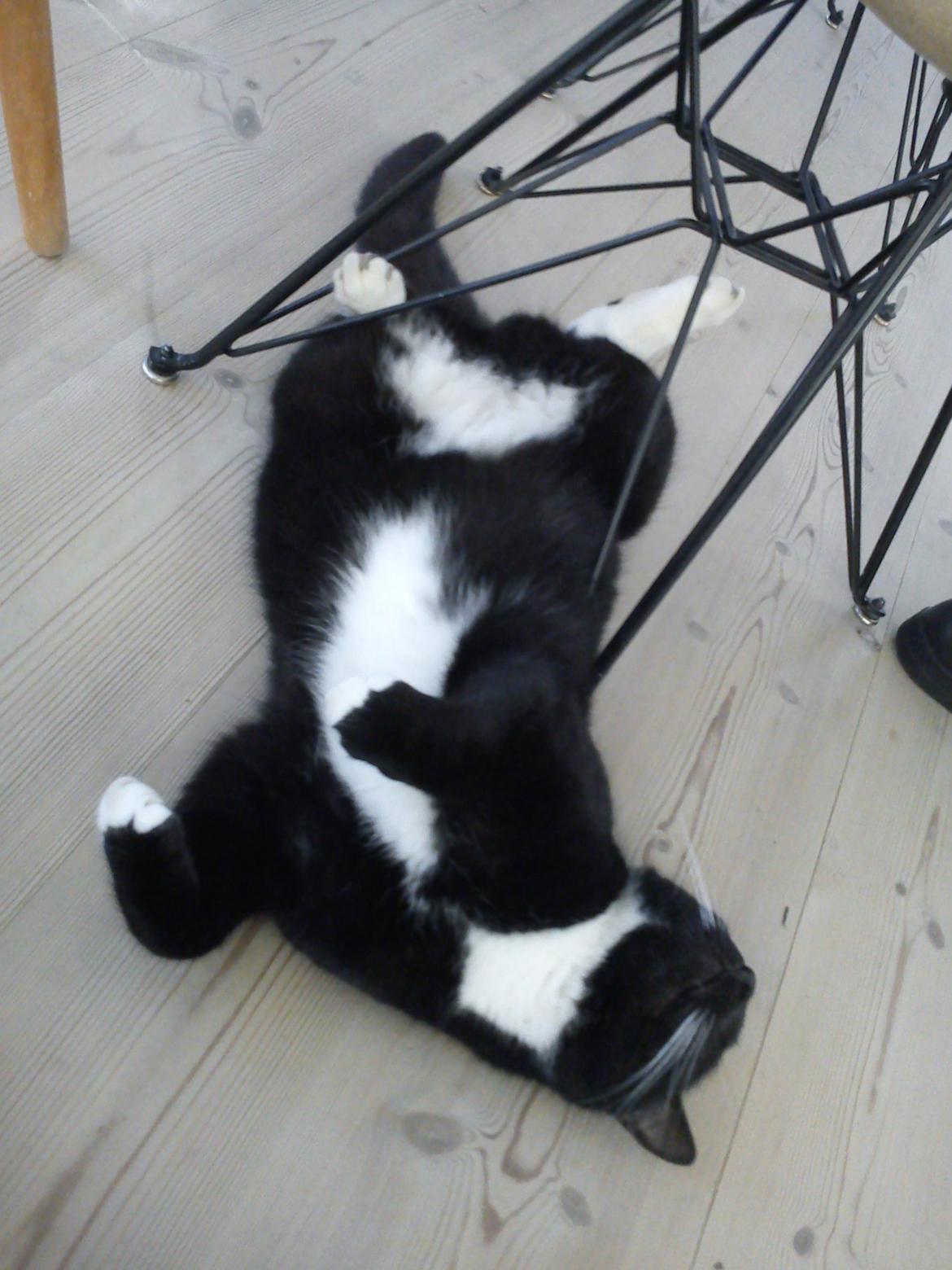 Blanding af racer Willy<3<3<3<3 billede 6