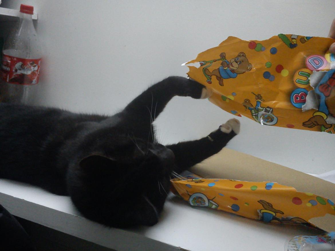 Blanding af racer Willy<3<3<3<3 billede 7