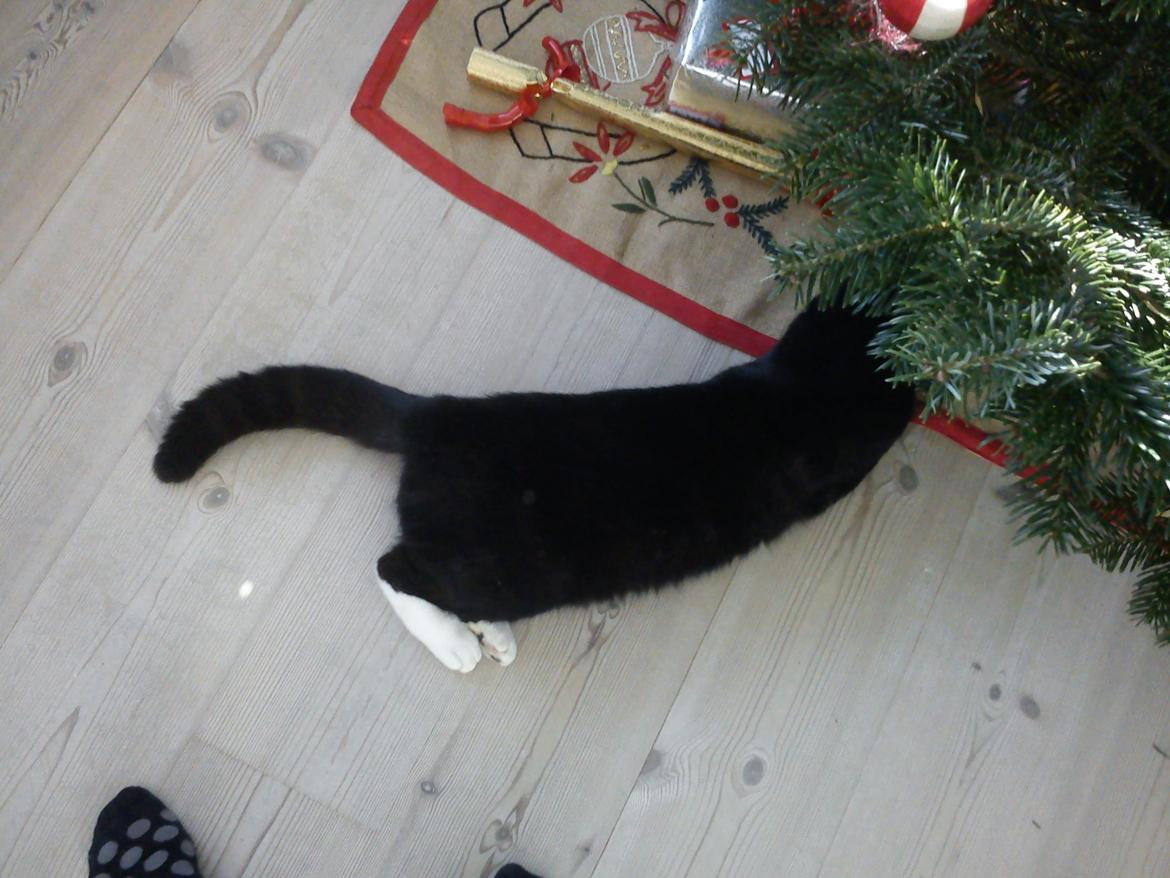 Blanding af racer Willy<3<3<3<3 billede 8