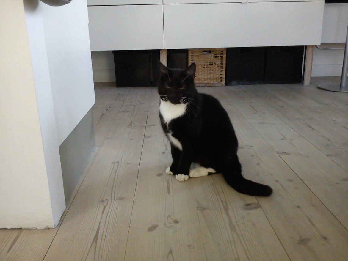 Blanding af racer Willy<3<3<3<3 billede 9