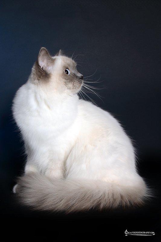 Ragdoll DK Big-Bang BigChrunch Yulla - Yulla 9 måneder billede 15