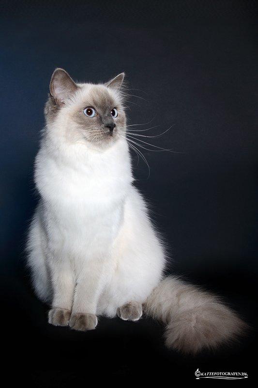 Ragdoll DK Big-Bang BigChrunch Yulla - Yulla 9 måneder billede 16