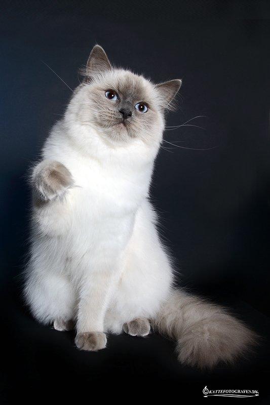 Ragdoll DK Big-Bang BigChrunch Yulla - Yulla 9 måneder billede 1