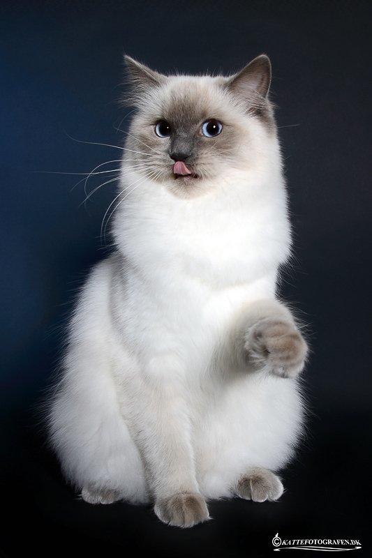 Ragdoll DK Big-Bang BigChrunch Yulla - Yulla 9 måneder billede 17