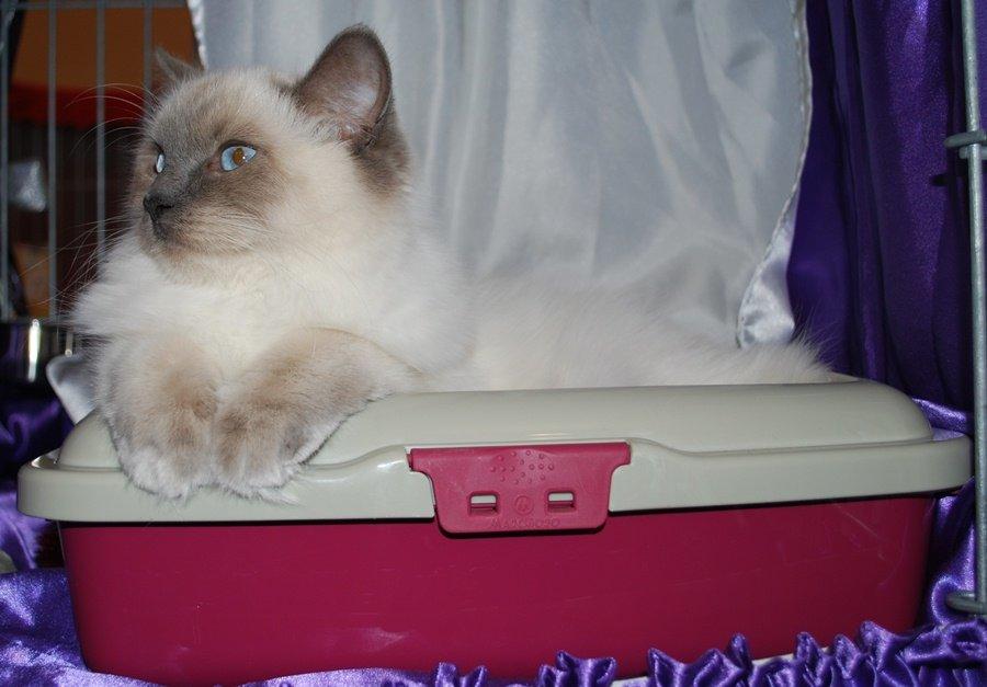 Ragdoll DK Big-Bang BigChrunch Yulla - Yulla eeelsker at ligge i sin bakke under udstillinger :D billede 20