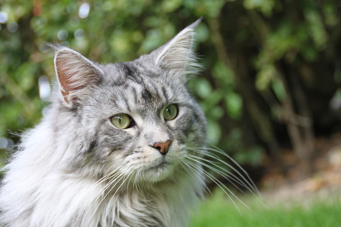 Maine Coon Cæsar billede 1