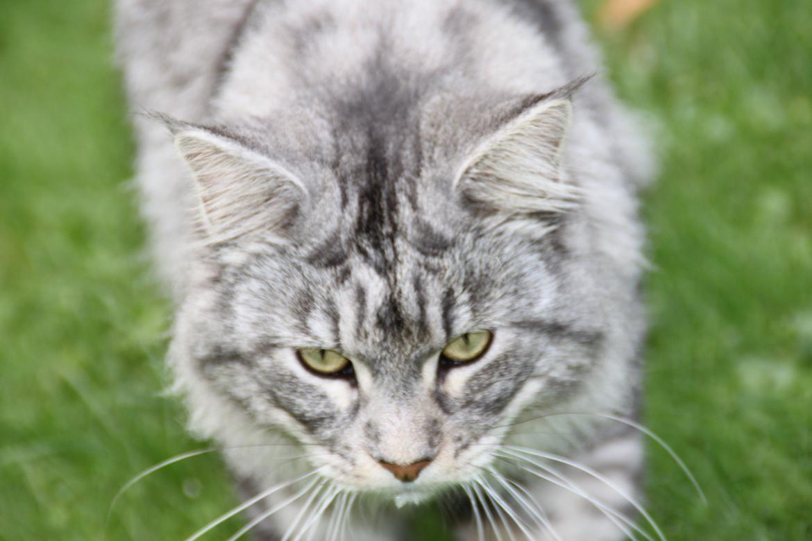Maine Coon Cæsar billede 2