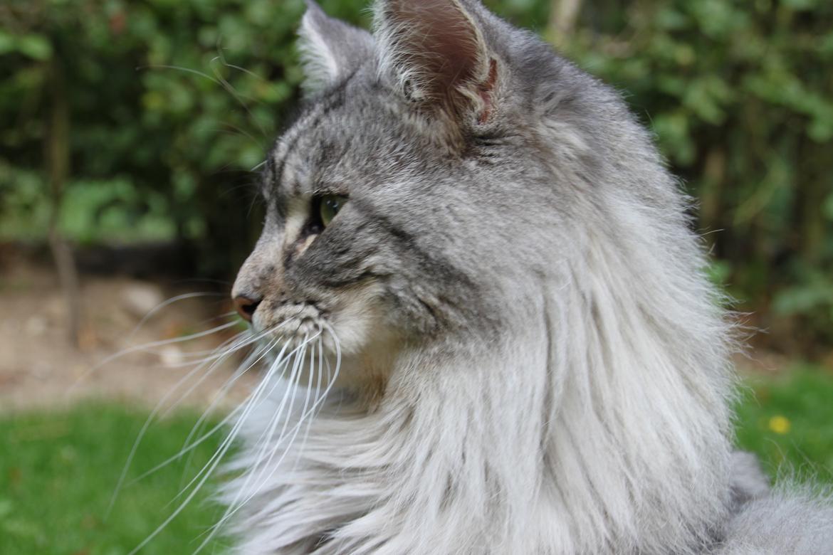 Maine Coon Cæsar billede 3