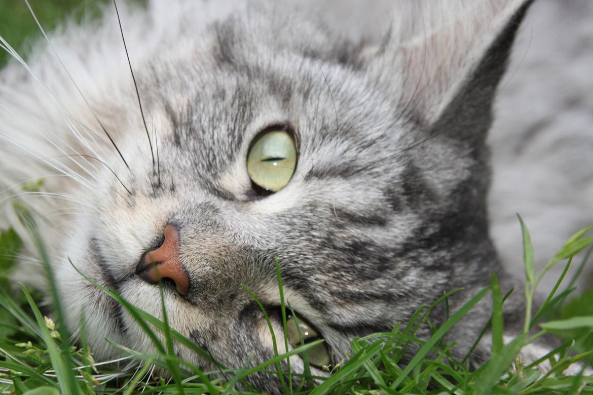 Maine Coon Cæsar billede 4